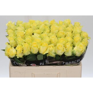 Freshy Roses “Minion Rose” | Colour: Yellow | Length ± 50 centimetre | Per 20 roses