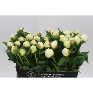 Freshy Paeonia Pioenroos L “Bridal Shower” | Kleur: Wit | Lengte ± 60 centimeter | Per 10 verse pioenrozen