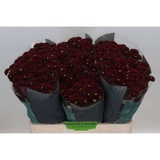Freshy Chrysantheme Chrysant Santini “Purpetta Red” | Farbe: Rot | Länge ± 55 centimeter | Pro 25 Stielen frische Blumen