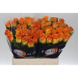 Freshy Roses “Trinidad” | Couleur: Orange | Longueur ± 60 centimeter | Par 20 roses