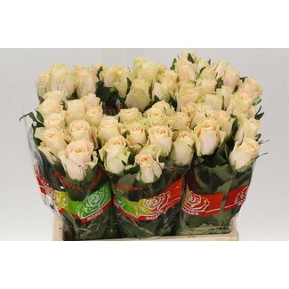 Freshy Rozen “Charmant” | Kleur: Roze | Lengte ± 60 centimeter | Per 10 rozen