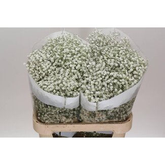 Freshy Gypsophila Paniculata Schleierkraut “Xlence” “Tropical Acres” | Kleur: Weiß | Länge ± 80 centimeter | Herkomst Ecuador | Per 25 Stielen frische Blumen