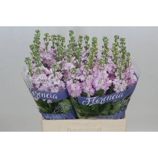 Freshy Violier “Mathilda Pink” | Couleur: rose | Longueur ± 65 centimètre | Par 10 fleurs fraîches