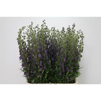 Freshy Aconitum Monnikskap “Pyramidale” | Kleur: Paars | Lengte ± 100 centimeter | Per 10 stelen verse bloemen