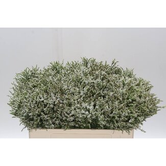 Freshy Limonium Statice Sinuata “Senecio Tip Top” | Colour: White | Length ± 50 centimeter | Per 25 stems fresh flowers