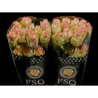 Freshy Grootbloemige Rozen “Esperance” | Kleur: Roze | Lengte ± 50 centimeter | Herkomst Ecuador | Per 20 verse rozen