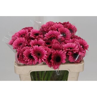 Freshy Germini Aqua “Arabel” | Kleur: Rood | Lengte ± 50 centimeter | Per 20 verse bloemen