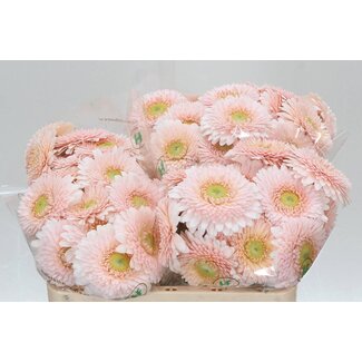 Freshy Germini Mini Gerbera's Pomponi Aqua “Sweetness” | Kleur: Roze | Lengte ± 50 centimeter | Per 20 verse bloemen
