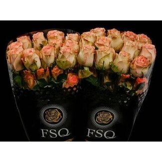 Freshy Large-flowered Rose “Country Home” | Colour: Orange Pink | Length ± 60 centimetre | Origin Ecuador | Per 20 fresh roses