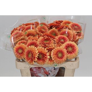 Freshy Germini Aqua Pomponi “Zenna M” | Colour: Orange | Length ± 50 centimeter | Per 20 fresh flowers