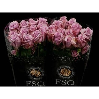 Freshy Large-flowered Rose “Avant Garde” | Colour: Purple | Length ± 50 centimetre | Origin Ecuador | Per 20 fresh roses