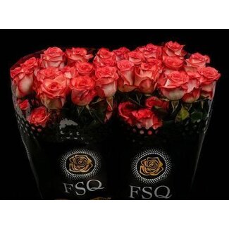 Freshy Large-flowered Rose “Blush” | Colour: White Red | Length ± 50 centimetre | Origin Ecuador | Per 20 fresh roses