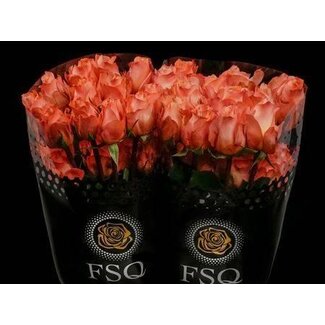 Freshy Rose à grandes fleurs “Coral Reef” | Couleur: Rose | Longueur ± 60 centimeter | Origine Équateur | Par 20 roses fraîches