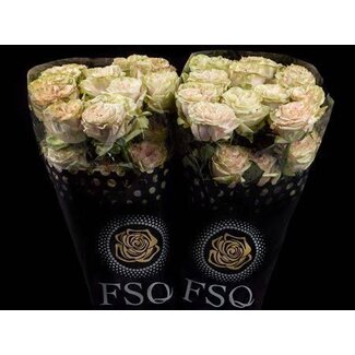 Freshy Large-flowered Rose “Country Secret” | Colour: Mixed Colours | Length ± 50 centimetre | Origin Ecuador | Per 20 fresh roses