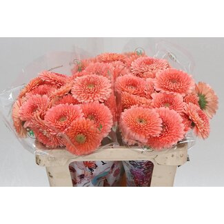 Freshy Germini Mini gerberas Pomponi Aqua “Jive” | Couleur: Rose | Longueur ± 50 centimeter | Par 20 fleurs fraîches