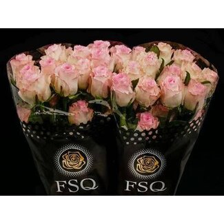 Freshy Rose à grandes fleurs “Mandala” | Couleur: Rose | Longueur ± 60 centimeter | Origine Équateur | Par 20 roses fraîches
