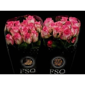Freshy Rose à grandes fleurs “Malibu” | Couleur: Rose | Longueur ± 60 centimeter | Origine Équateur | Par 20 roses fraîches