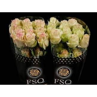 Freshy Large-flowered Rose “Marzipan” | Colour: Mixed Colours | Length ± 60 centimetre | Origin Ecuador | Per 20 fresh roses