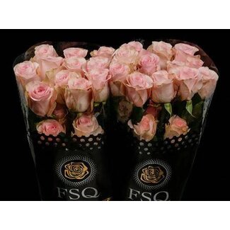 Freshy Rose à grandes fleurs “Novia” | Couleur: Rose | Longueur ± 60 centimeter | Origine Ecuador | Par 20 roses fraîches