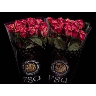Freshy Large-flowered Rose “Purple Barista” | Colour: Pink Red | Length ± 60 centimeter | Origin Ecuador | Per 20 fresh roses
