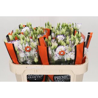 Freshy Eustoma Lisianthus Double “Excal Blue Picotee” | Colour: White | Length ± 70 centimetre | Per 10 stems fresh flowers