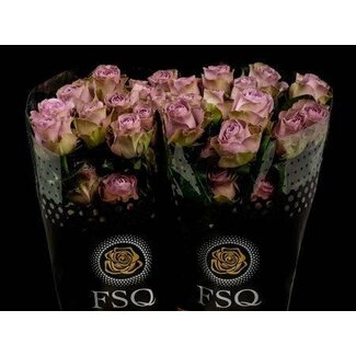 Freshy Rose à grandes fleurs “Tiara” | Couleur: Violet | Longueur ± 50 centimeter | Origine Ecuador | Par 20 roses fraîches