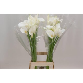 Freshy Zantedeschia Calla Aethiopica “Innocence” | Kleur: Wit | Lengte ± 80 centimeter | Per 10 verse bloemen