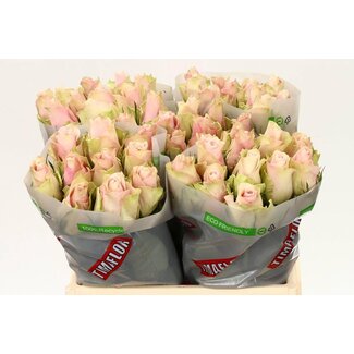 Freshy Rosen “Pink Athena” | Farbe: Rosa | Länge ± 40 centimeter | Pro 20 Rosen