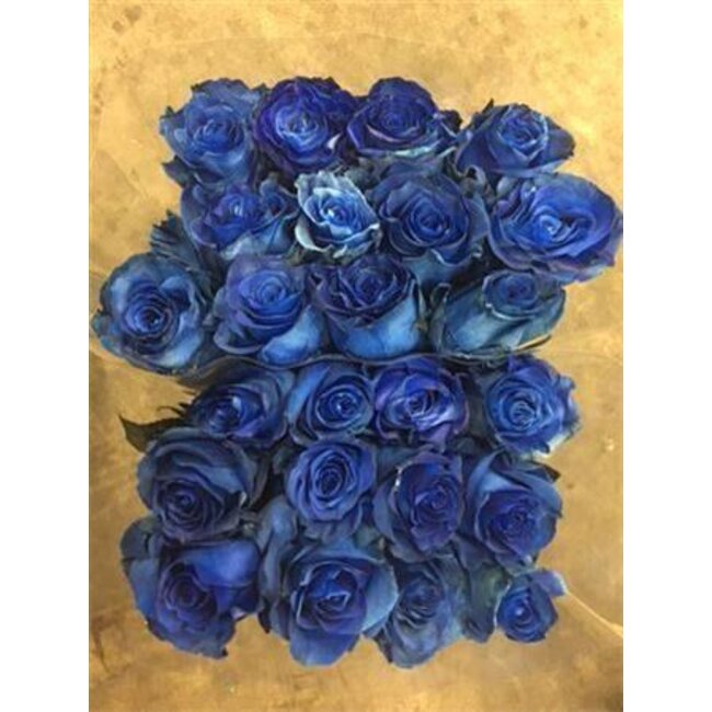 Rose grandiflorale “Mondial Blue” colorée | Couleur: Bleu | Longueur ± 60 centimeter | Origine Équateur | Par 20 roses fraîches