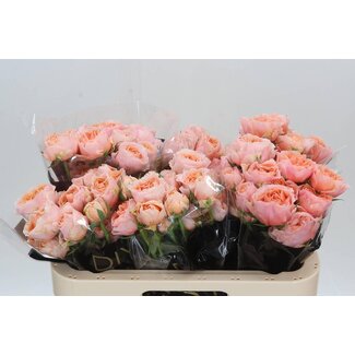 Freshy Trosroos “Keijsers Coral” | Kleur: Roze | Lengte ± 60 centimeter | Per 15 rozen