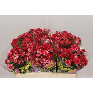 Freshy Trosroos “Fireworks” | Kleur: Wit Rood | Lengte ± 50 centimeter | Per 10 rozen