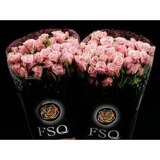 Freshy Trosroos Spray “Pink Majolika” | Kleur: Roze | Lengte ± 50 centimeter | Per 20 rozen
