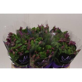 Freshy Clematis “Amazing Kyiv” | Farbe: Rosa | Länge ± 70 centimeter | Pro 10 frische Blumen