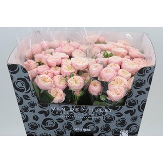 Freshy Rose en bouquet “Royal Blush” | Couleur: Blanc Roze | Longueur ± 70 centimeter | Par 10 roses