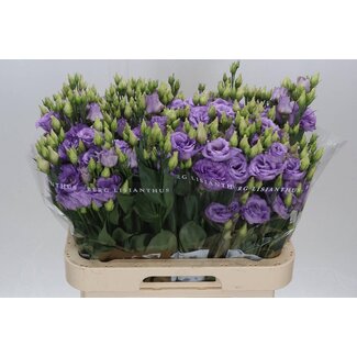 Freshy Eustoma Lisianthus Gefüllt “Corelli Lavender” | Farbe: Lila | Länge ± 70 centimeter | Pro 10 Stiele frische Blumen