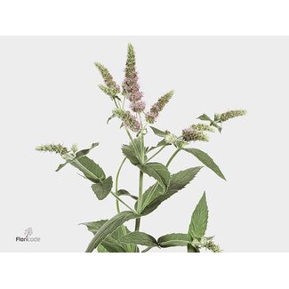 Freshy Mentha Munt “Silver Queen” | Kleur: Paars | Lengte ± 70 centimeter | Per 10 stelen verse bloemen