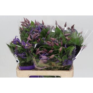 Freshy Clématite des bois “Amazing Rome” | Couleur: Bleu | Longueur ± 60 centimeter | Par 10 tiges de fleurs fraîches