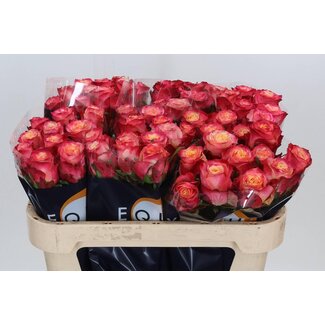 Freshy Roses “Mai Tai” | Colour: Pink | Length ± 70 centimetre | Per 20 roses