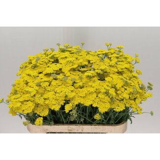 Freshy Achillea Duizendblad “Moonshine” | Kleur: Geel | Lengte ± 75 centimeter | Per 50 verse bloemen