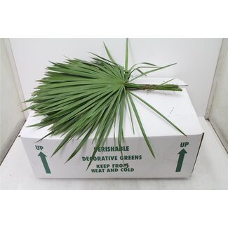 Freshy Palm leaf | Colour: Green | Length ± 65 centimetre | 25 stems per bunch | Per 5 bunches