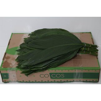 Freshy Rumohra Leather fern Medium | Colour: Green | Length ± 40 centimetre | 30 stems per bunch | Per 5 bunches