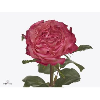 Freshy Grootbloemige Roos “Enchantment LL” | Kleur: Roze | Lengte ± 50 centimeter | Herkomst Ecuador | Per 25 verse rozen