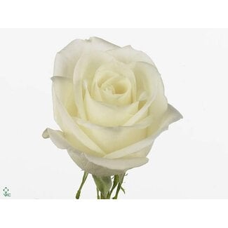 Freshy Rozen “Tibet” | Kleur: Wit | Lengte ± 50 centimeter | Per 25 rozen