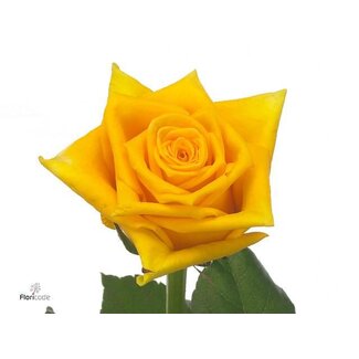 Freshy Large-flowered Rose “Tara” | Colour: Yellow | Length ± 50 centimetre | Origin Ecuador | Per 25 fresh roses