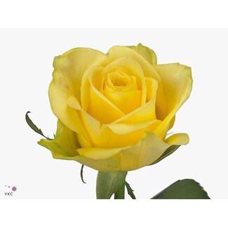 Freshy Rozen “Stardust” | Kleur: Geel | Lengte ± 50 centimeter | Per 25 rozen