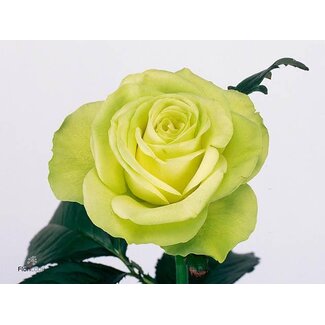 Freshy Roses “Lemonade” | Colour: Green | Length ± 60 centimetre | Per 25 roses