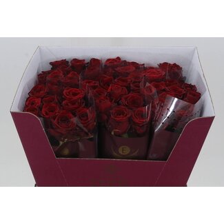 Freshy Grootbloemige Roos “Red Naomi Ende” | Kleur: Rood | Lengte ± 60 centimeter | Herkomst Ecuador | Per 10 verse rozen