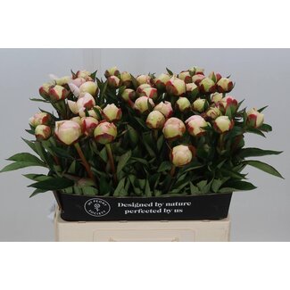 Freshy Paeonia Pioenroos L “Florence Nicholls” | Kleur: Wit | Lengte ± 60 centimeter | Per 10 verse pioenrozen