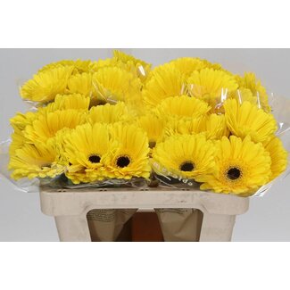 Freshy Gerbera “Don Leo” | Colour: Yellow | Length ± 50 centimetre | Per 10 fresh flowers