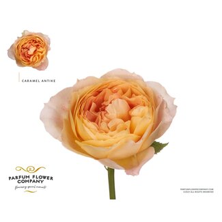 Freshy Grootbloemige Roos “Garden Caramel Antike” | Kleur: Geel | Lengte ± 50 centimeter | Herkomst Ecuador | Per 12 verse rozen